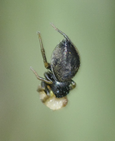 Heliophanus sp. (Salticidae)
